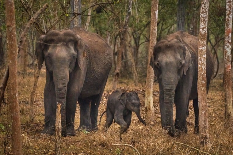 130 Nagarhole NP.jpg